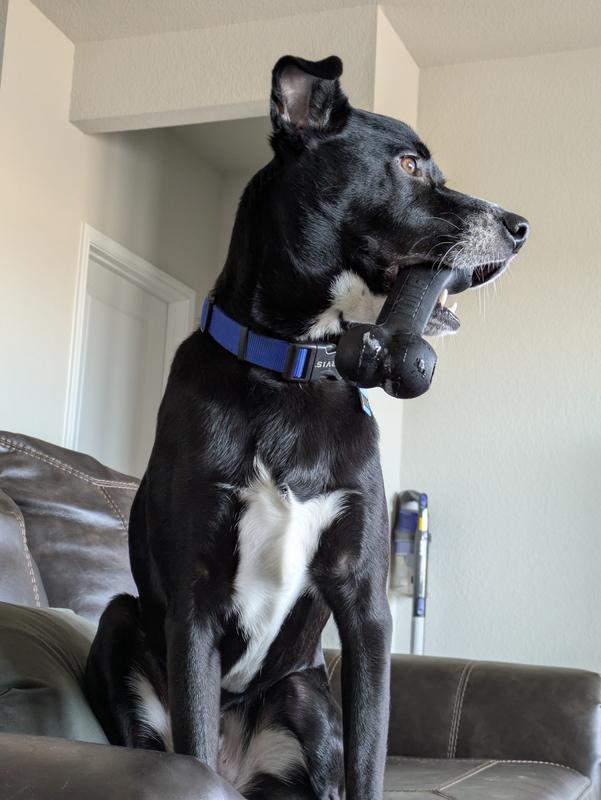 KONG Extreme Goodie Bone Dog Toy