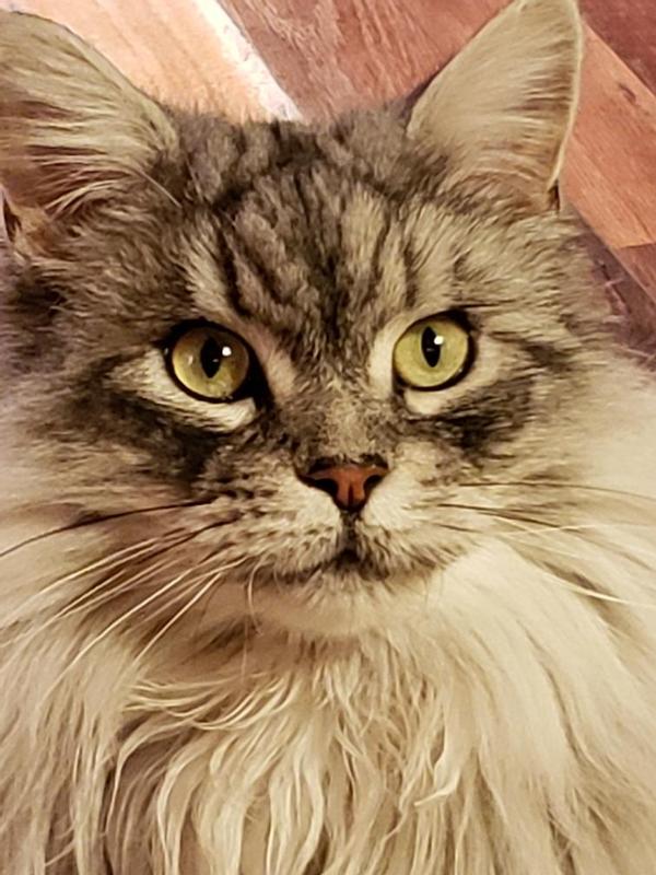Tula