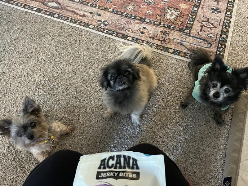 All the doggos sit pretty for these treats