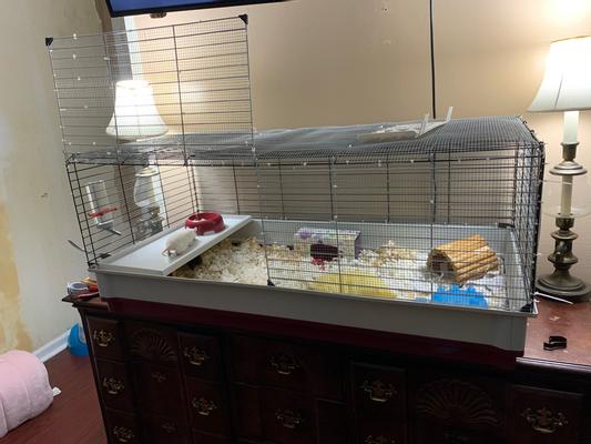 MidWest Wabbitat Deluxe Rabbit Home | Chewy (Free Shipping)