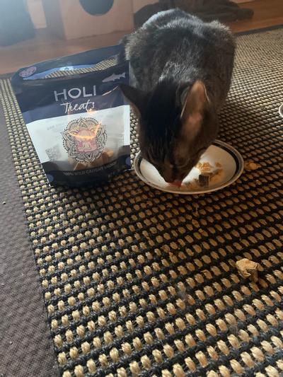 Hank loves Holi!