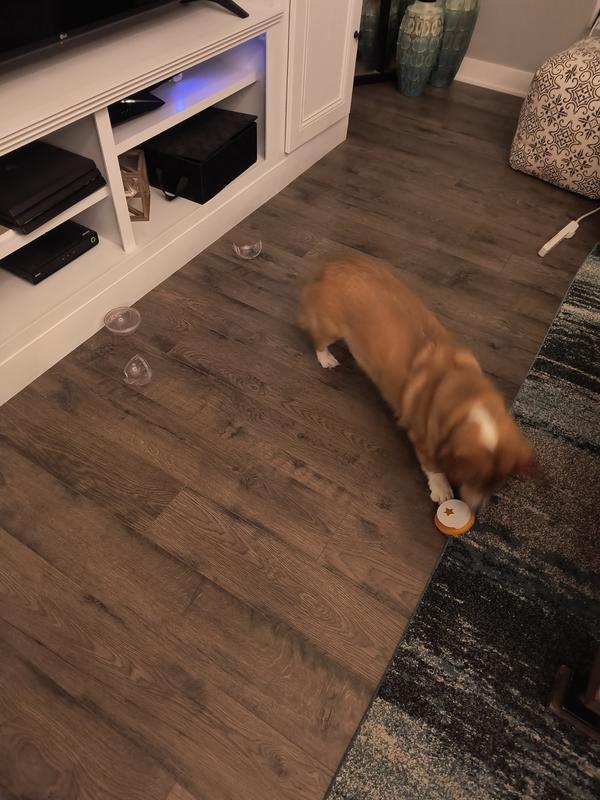 Pet Zone IQ Treat Ball – Adjustable Dog Treat Dog Ball & Treat Dispensing  Dog