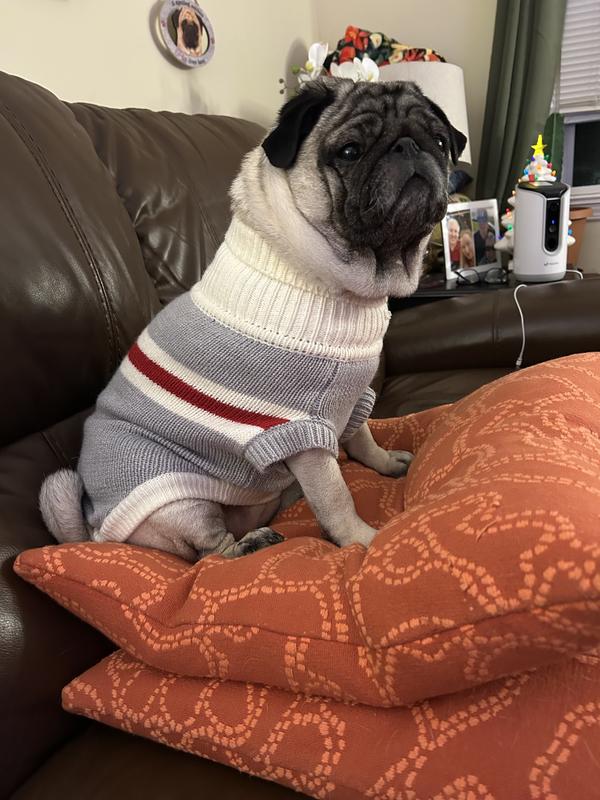 Penelope P. Pug