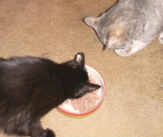 My diabetic cat, Footie, eating tiny, with Buffy sneaking bits
