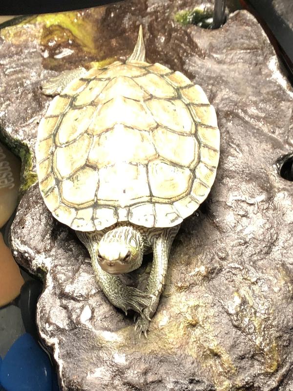 This is my turtle Tucker, praying.