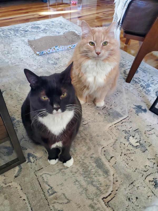 2 Happy Cats
