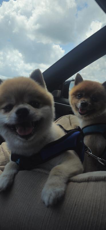 That look of excitement when you see your new bone!
