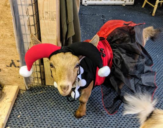 Harlequin in her Harley Quinn costume!