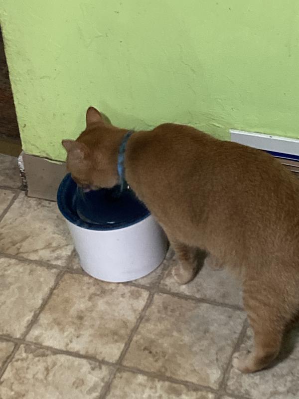 The kitten