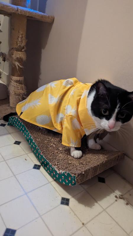 Getting accustomed to wearing clothes