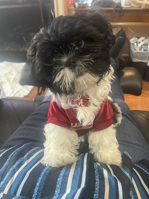 Go BAMA!