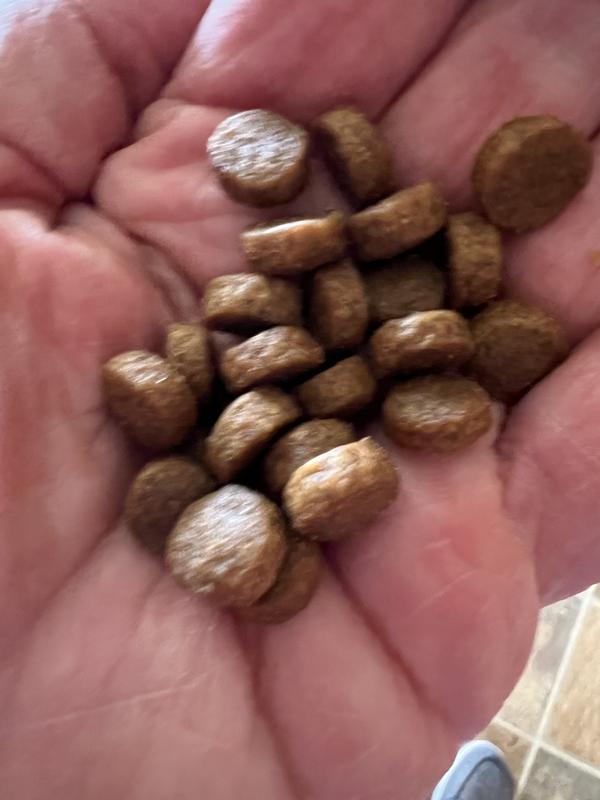 Normal size for small dog.