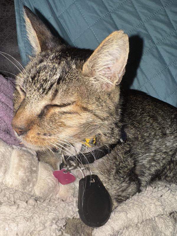 My sweet boy, he’s got an illness FiV+ but with great Chewy products they can have healthy teeth gums and non smelling breath! Love!!