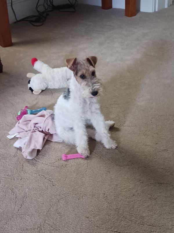 Her "I need more toys" face:)