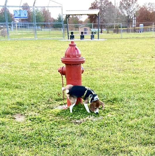 Pocket Beagle Remi delivers his pee mail at the Dog Park.