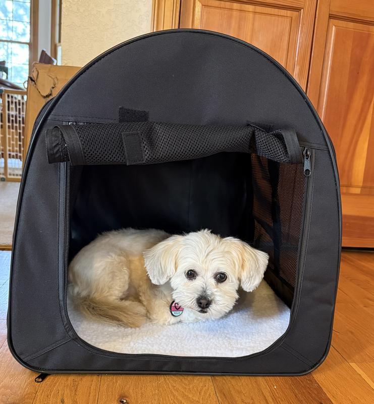 Nellie went inside moments after the crate was setup and made herself comfortable