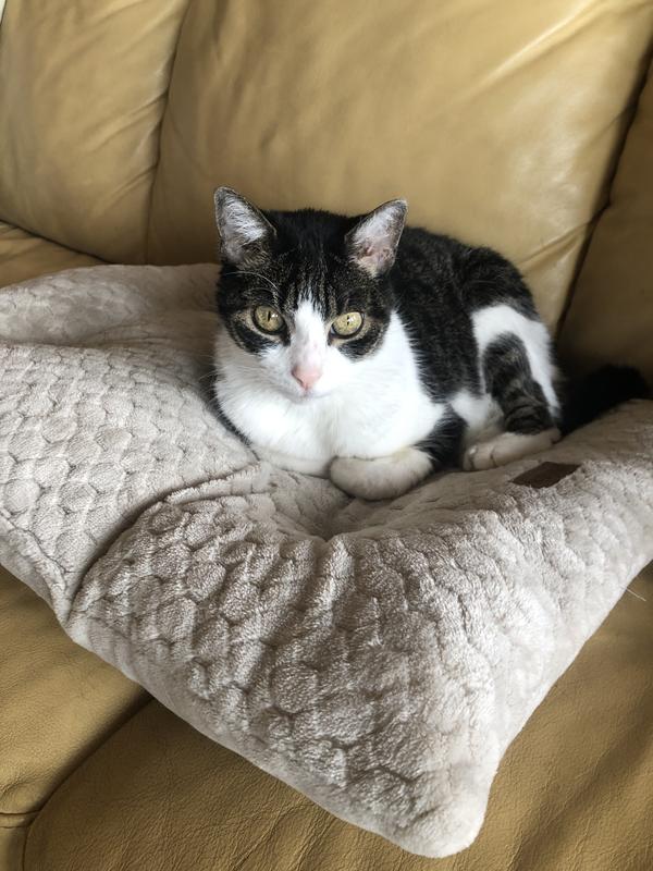 Chewy keeps me happy as well as my “human”!!