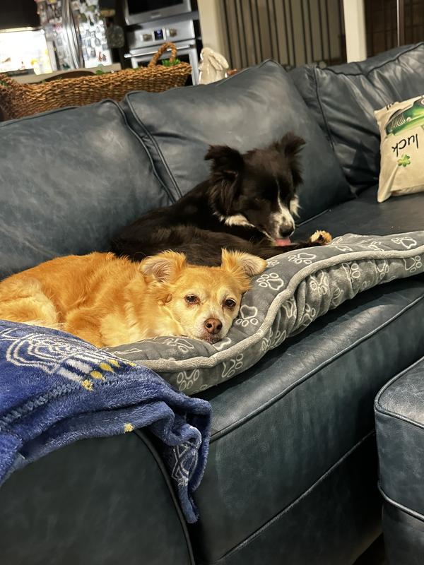 Happy after treat time!