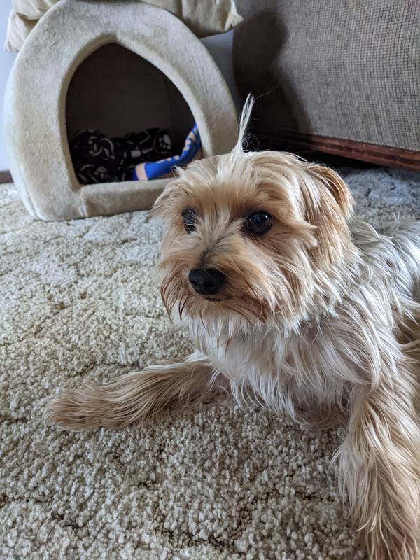 patiently waiting for his new treat