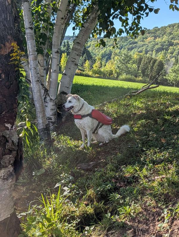 Outward Hound Dawson Hundeschwimmweste Größe L – Neopren, Mit Auftrieb & Reflektoren, Für Wasserabenteuer