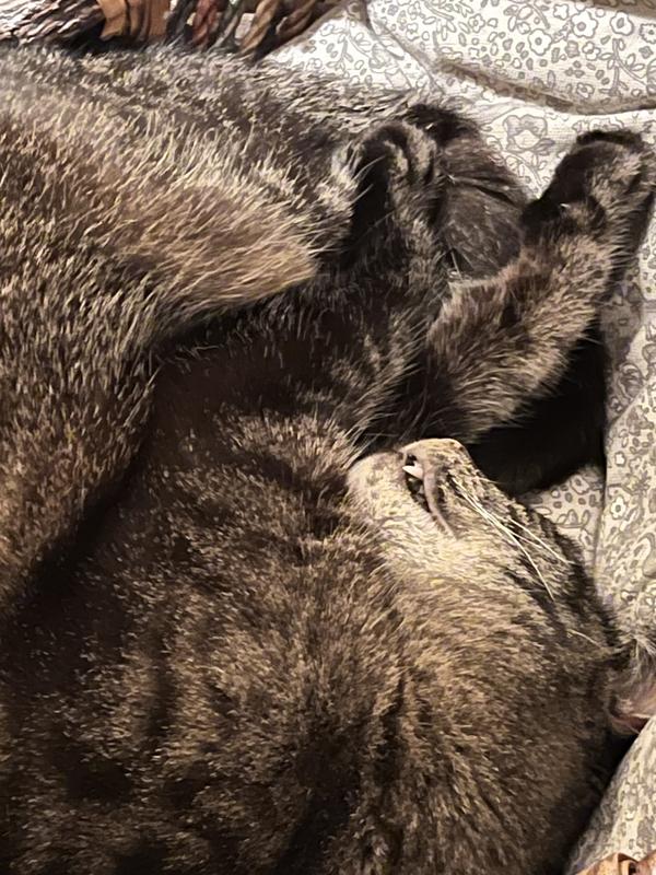 I need s nap after a big dinner of Instinct Salmon!