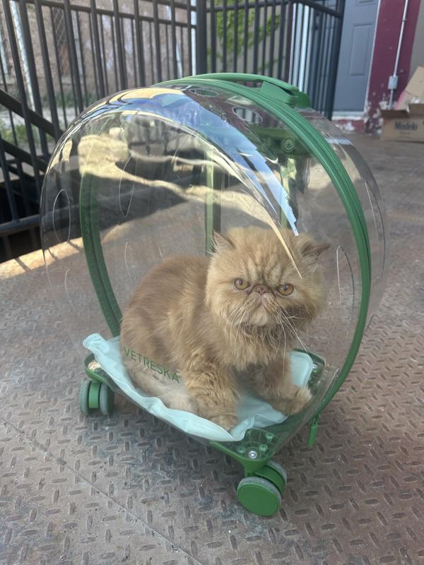Cat in carrier