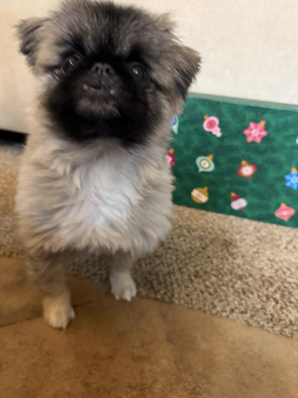 Teddy’s Advent Calendar