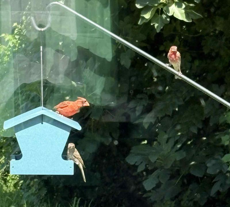 A pair of house finches