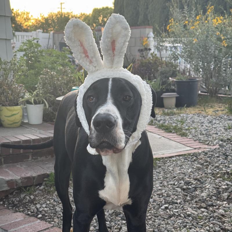 Have you seen a cuter bunny?