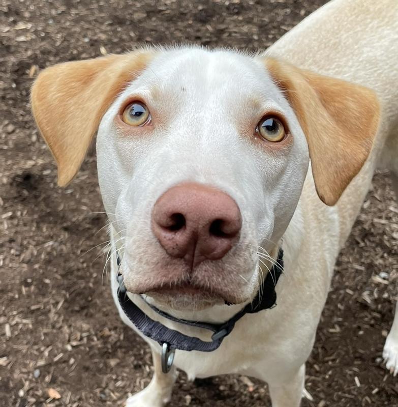 I give this food five toebeans and a big Woof!