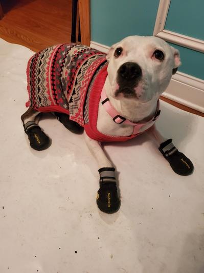 My busy dog winter boots best sale