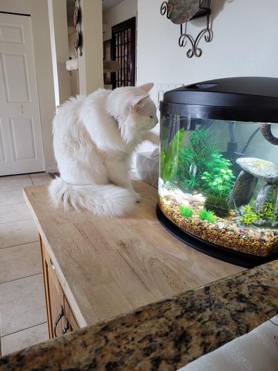 Stanley is enjoying his new fish friend.