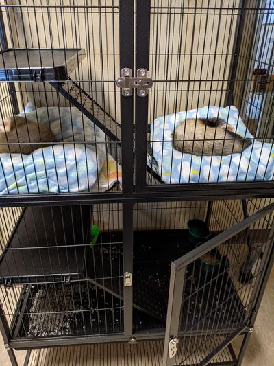 Feisty ferret cage store tray