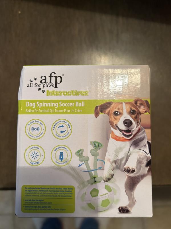 Picked it up and ran around the house with it spinning in his mouth.