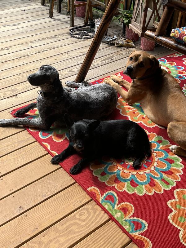 Lounging on the deck