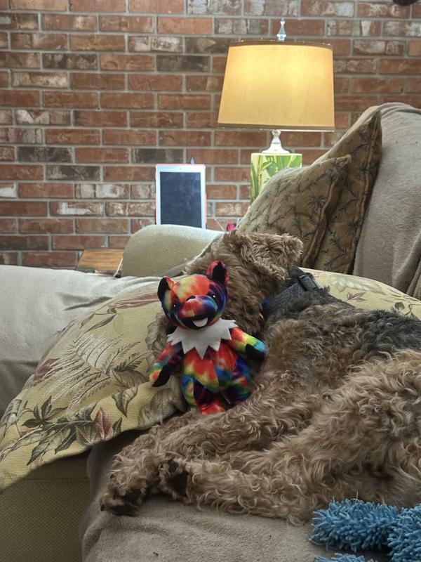 After the concert crash, thank god for Nugstv!