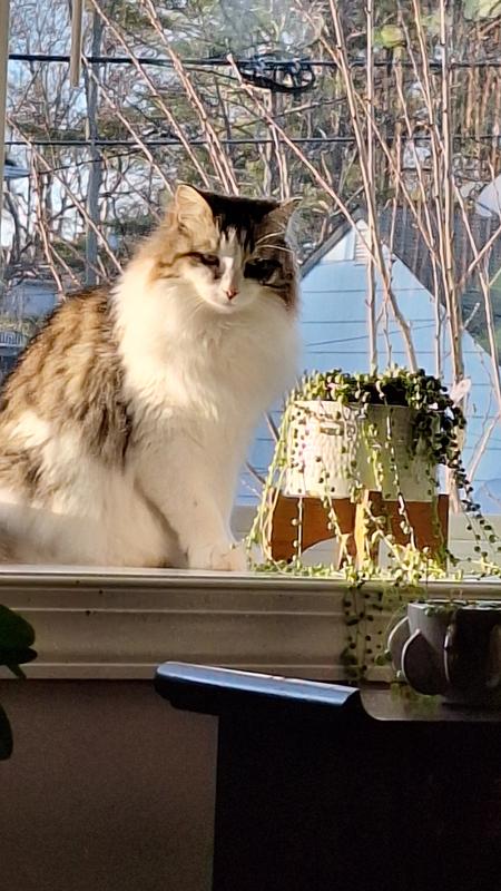 munjee on a sill