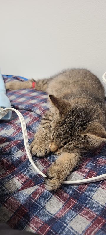 sleepy Dovie