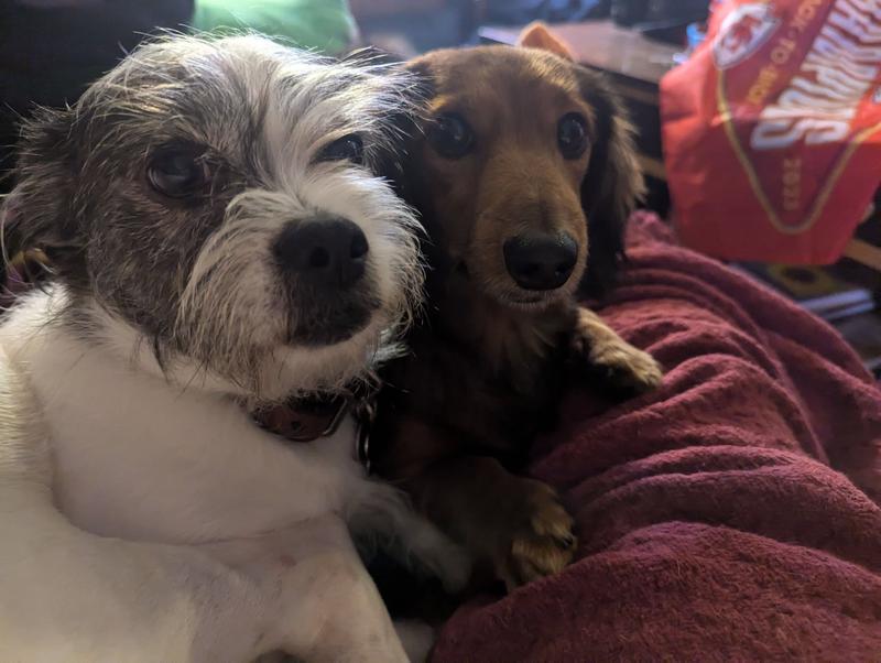 Courage (12) and Teddy (5)