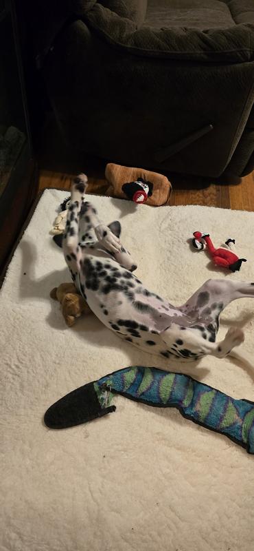 She even loves to roll on them lol