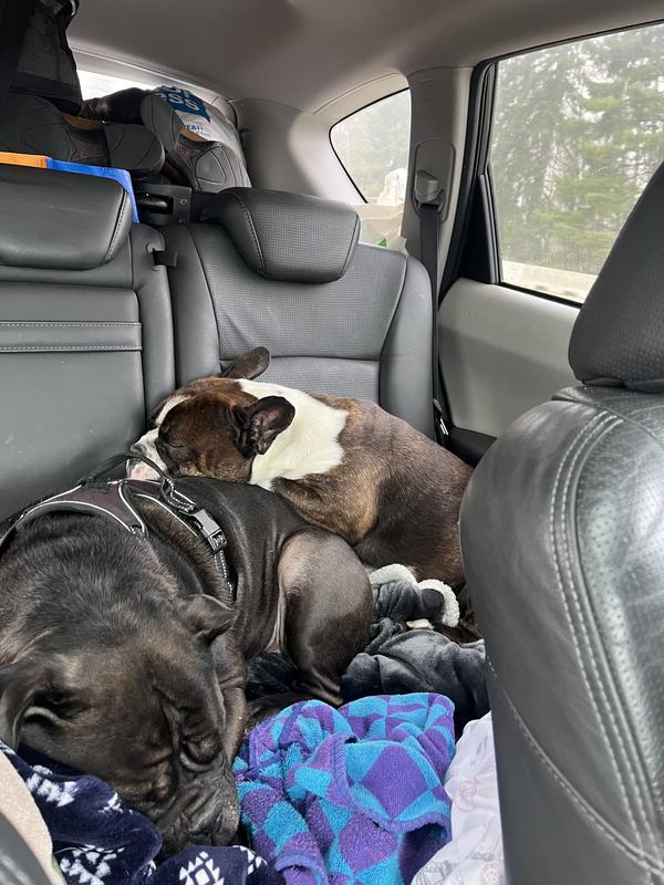 Our Olde English Bulldogge Sissy and English Bulldog Bodo after using Bully Max for 4 weeks. Their skin has cleared up!! No more skin allergy issues!