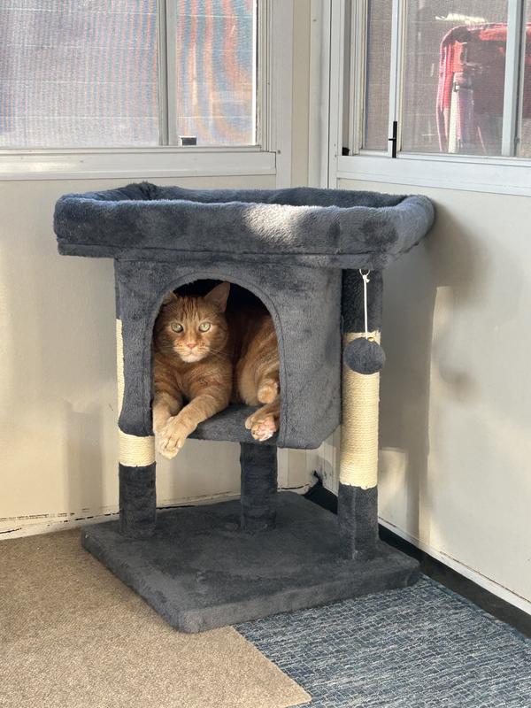 Audrey in her new cat tree.