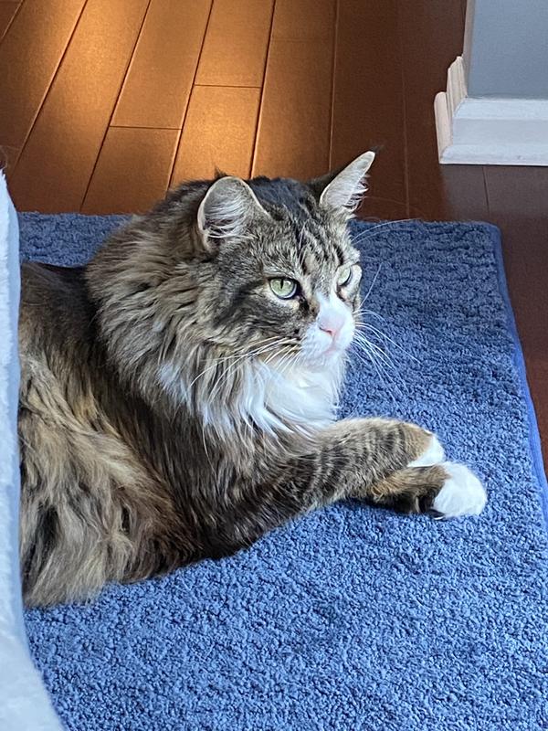 Abby, my Maine Coon