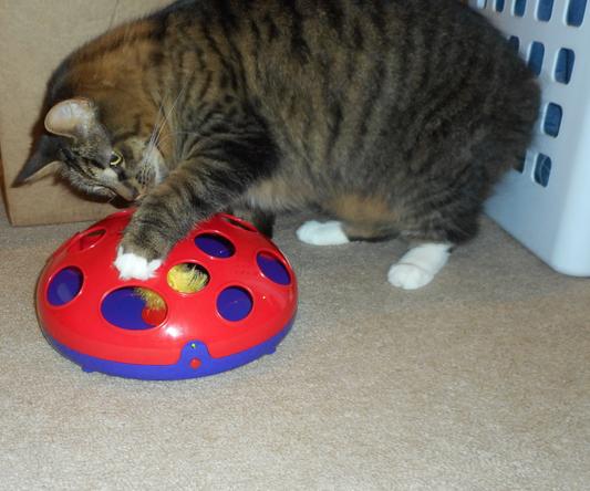 Kong Glide 'n Seek Cat Toy – bold-custom-projects