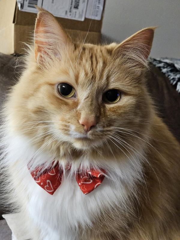 Leah wearing the Valentines bow tie