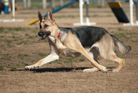 Kaya
