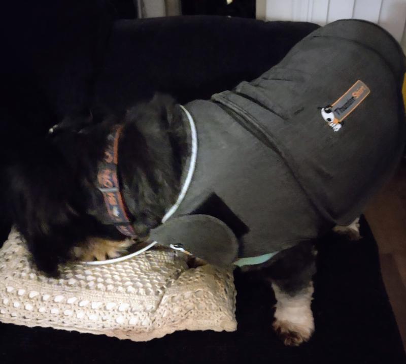 Chewy thundershirt shop