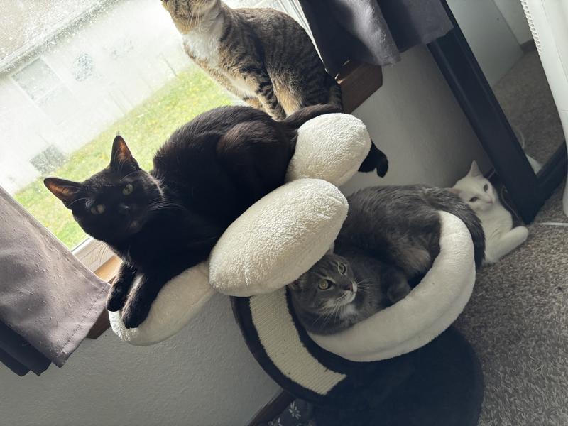 Product Reviews for MIDWEST Alden 40.63-in Faux-Fur Cat Tree