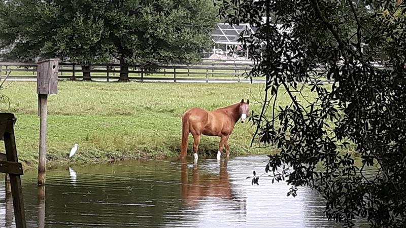 Pleasant scene at the boarding barn