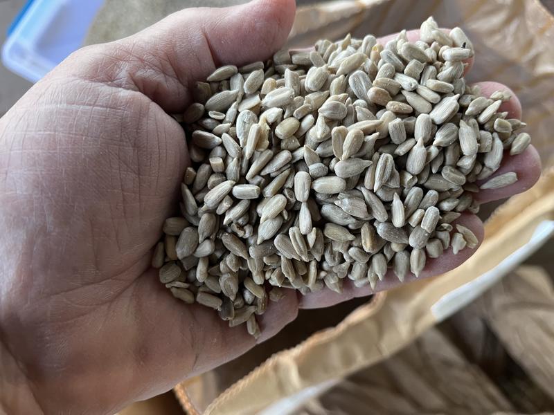 WAGNER'S Sunflower Kernels Bird Food, 50lb bag